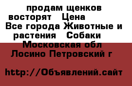 продам щенков восторят › Цена ­ 7 000 - Все города Животные и растения » Собаки   . Московская обл.,Лосино-Петровский г.